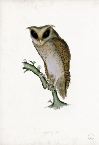 Oriental Bay Owl - artist signed print